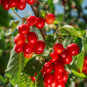Radiant red cherries dangle from a branch, highlighted by the sun, amidst vibrant green leaves.