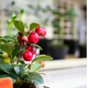 Article: Growing Cherry Trees In Pots - Everything You Need To Know. Pic - Vibrant red cherries on a small potted tree, with glossy green leaves, positioned in a nursery setting.