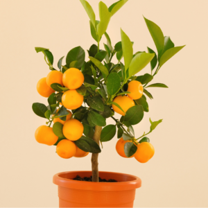 A vibrant potted citrus tree bearing numerous ripe, orange fruits, standing against a pale background.