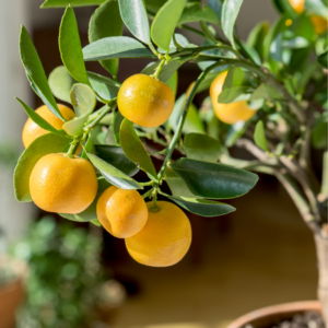 Close-up of a small citrus tree with shiny green leaves and several ripe, orange fruits in sunlight.