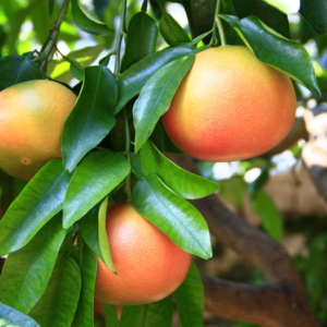 Ripe grapefruits hanging on a tree, surrounded by lush green leaves.