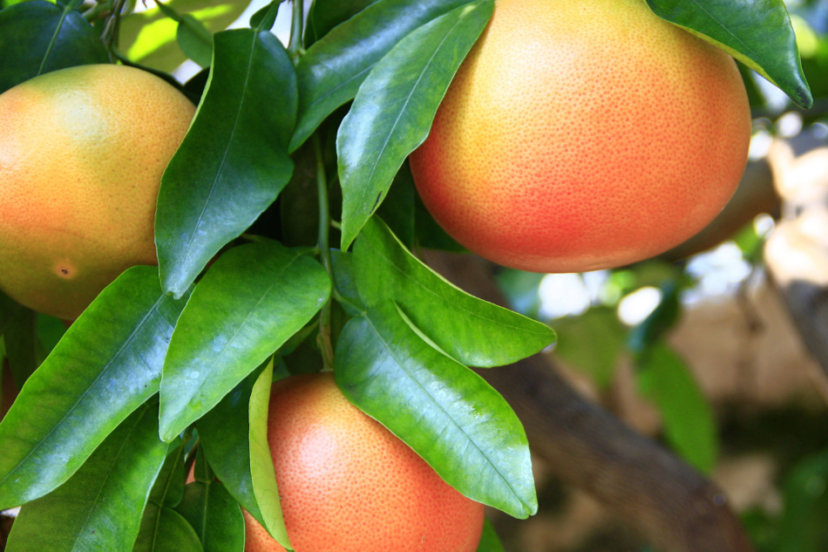 Ripe grapefruits hanging on a tree, surrounded by lush green leaves.