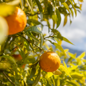 Bright orange citrus fruit hanging among vibrant green leaves under a sunny sky.