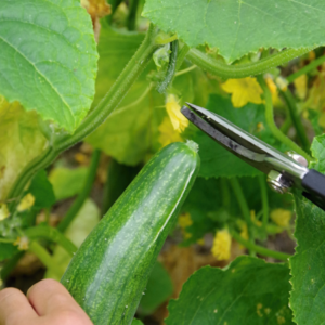 Article: Companion Planting Low Oxalate Vegetables. Pic- A hand holding pruning shears about to harvest a cucumber from the vine, surrounded by lush green leaves and yellow flowers.