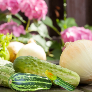 Article: Companion Planting Cucumber. Pic - Fresh cucumbers and zucchini alongside onions, with pink flowers in the background on a sunny day.