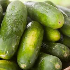 Article: Companion Planting Cucumbers. Pic - Close-up of fresh, dewy cucumbers stacked together, highlighting their vibrant green skin and fresh droplets of water.