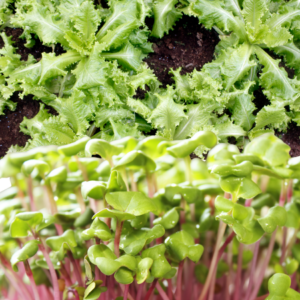 Companion Planting: Endive and Watercress with Arugula