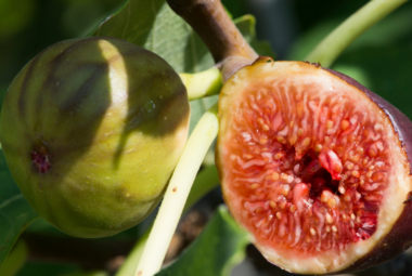 Close-up of a ripe fig on a tree branch, with one fig cut open to reveal its juicy red interior.