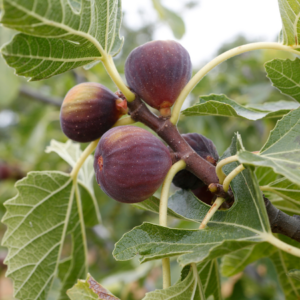 Close-up of ripe figs growing on a branch, surrounded by green leaves.