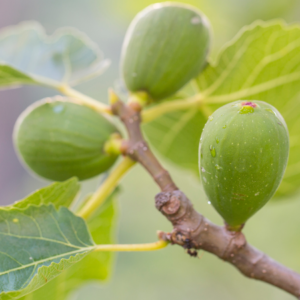 Close-up of unripe green figs growing on a tree branch with leaves.