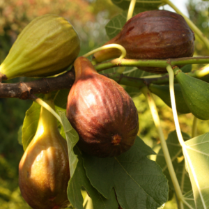 Close-up of ripe and unripe figs on a tree branch with leaves.