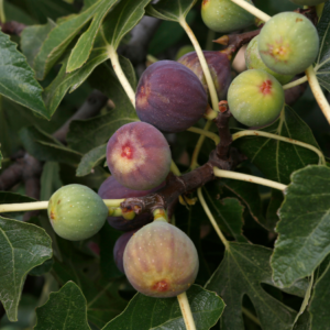Close-up of a cluster of ripe and unripe figs on a tree branch with green leaves.