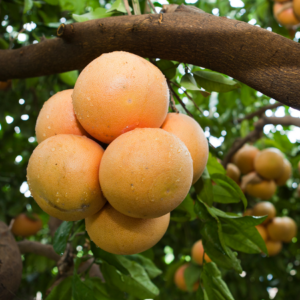 Cluster of ripe grapefruits with water droplets, hanging from a branch, surrounded by green leaves.