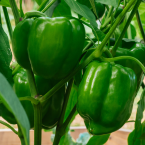 Article: Companion Planting Low Oxalate Vegetables. Pic- Close-up of green peppers growing on a plant.