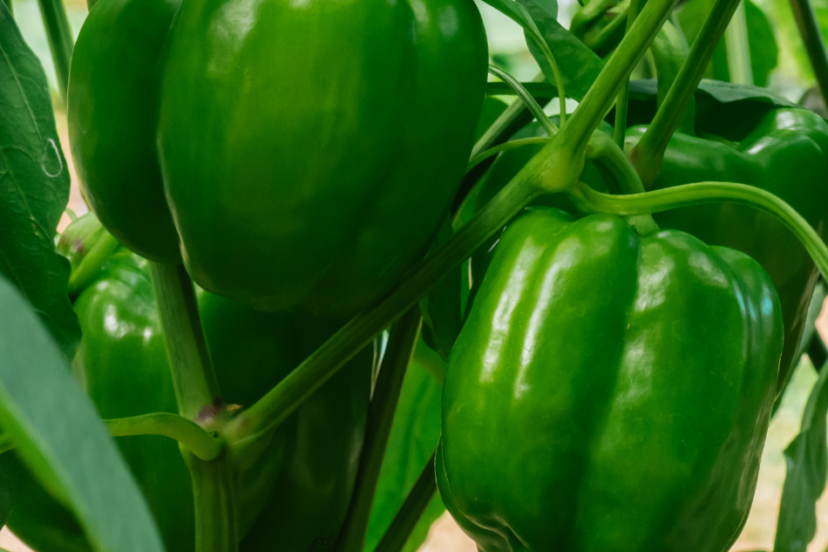 Close-up of green peppers growing on a plant.