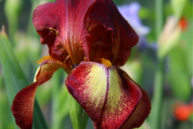Article: Iris COmpanion Plants. Pic - "Close-up of a vibrant blood-red iris flower with yellow accents, set against a green leafy background."