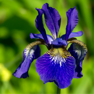 Article: Iris Companion Plants. Pic - "Vivid blue iris flower with striking yellow and white patterns on its petals, set against a green background."