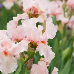 "Delicate blush pink irises with soft ruffled petals, flourishing in a lush garden setting."