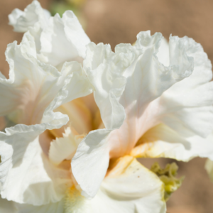 "Exquisite close-up of a pristine white iris with delicate, ruffled petals, highlighted by sunlight."