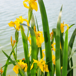 Article: Iris Companion Plants. Pic - ""Bright yellow iris flowers blooming vividly among tall green leaves, with a tranquil water backdrop."