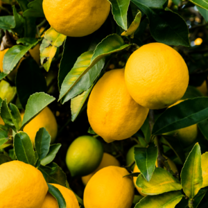 A close-up of vibrant yellow lemons hanging heavily on a lemon tree, surrounded by lush green leaves.
