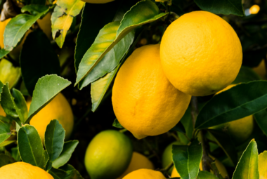 A close-up of vibrant yellow lemons hanging heavily on a lemon tree, surrounded by lush green leaves.