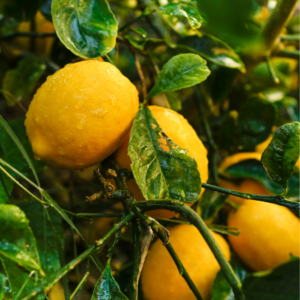 Dewy Meyer lemons hanging on a tree with glossy leaves.