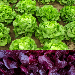 A garden bed featuring two types of lettuce: vibrant green heads of lettuce on top and rich purple lettuce leaves on the bottom.