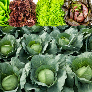 A garden bed featuring four types of lettuce in vibrant green and red hues on the top and lush green cabbage heads on the bottom.