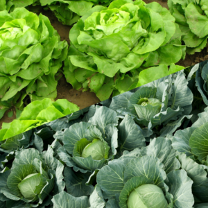 A garden bed featuring vibrant green lettuce heads on the top and lush green cabbage heads on the bottom.
