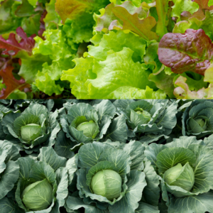 A close-up of mixed green and red lettuce leaves on the top and a row of green cabbage heads on the bottom.