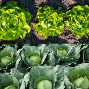 A garden bed with rows of bright green lettuce on the top and lush green cabbage heads on the bottom.