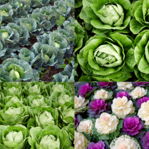 Collage of garden images featuring green cabbage, green lettuce, and colorful ornamental cabbages in shades of purple and white.