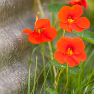 "Vivid red nasturtium flowers blooming against a gray textured background with delicate green leaves and grass."