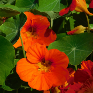 "Brilliant orange nasturtium flowers with vibrant veins, surrounded by lush green leaves under sunlight."