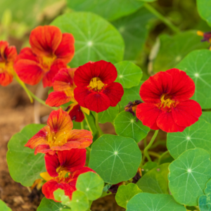  "A cluster of deep red nasturtium flowers with golden centers, surrounded by vibrant green leaves in a garden setting."