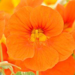  "Vivid close-up of an orange nasturtium flower with intricate vein details and a bold yellow center."