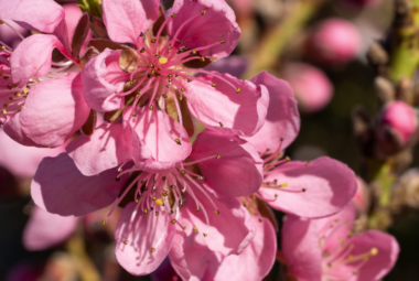 Close-up of pink nectarine blossoms on a tree branch, showcasing the delicate petals and intricate details of the flowers.