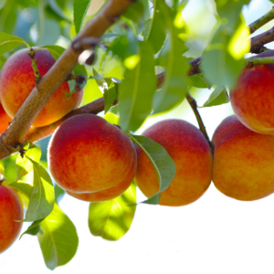A cluster of ripe nectarines hanging from a tree branch, illuminated by sunlight filtering through the green leaves.