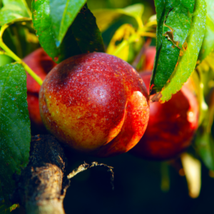 Close-up of a ripe nectarine on a tree branch, surrounded by green leaves and bathed in sunlight.