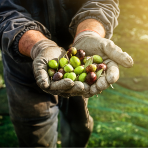 A farmer wearing gloves holding freshly harvested green and purple olives in their hands.