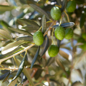 Close-up of green olives growing on a branch of an olive tree, with leaves and a blurred natural background.