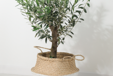 A young olive tree growing in a woven basket-style pot, placed indoors against a white wall.