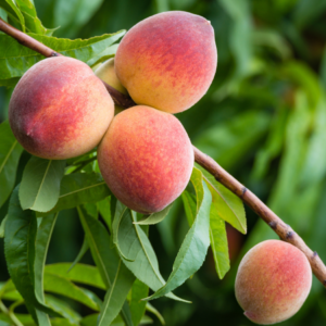 Close-up of ripe peaches hanging from a tree branch with green leaves in the background.