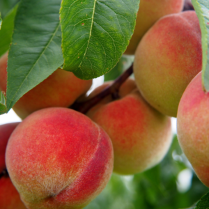 Article : Growing Peach Trees in Pots. Pic - Close-up of ripe, red peaches clustered together on a tree branch with green leaves.