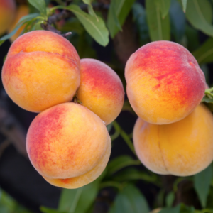 Article : Growing Peach Trees in Pots. Pic - Close-up of ripe, orange and red peaches hanging on a tree branch with green leaves.