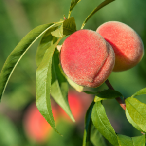 Article : Growing Peach Trees in Pots. Pic - Close-up of two ripe peaches hanging from a tree branch with green leaves.