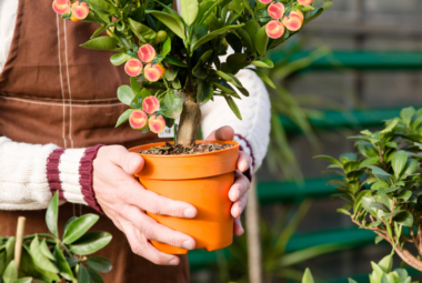 Person holding a potted peach tree with small, ripe peaches in a garden setting.