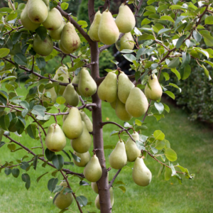 Pear tree with multiple ripe pears growing on its branches.