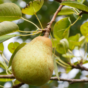 Close-up of a single ripe pear hanging from a branch.
